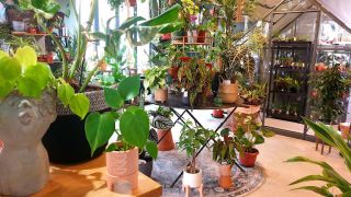 pepiniere montpellier PILEA - jardinerie urbaine